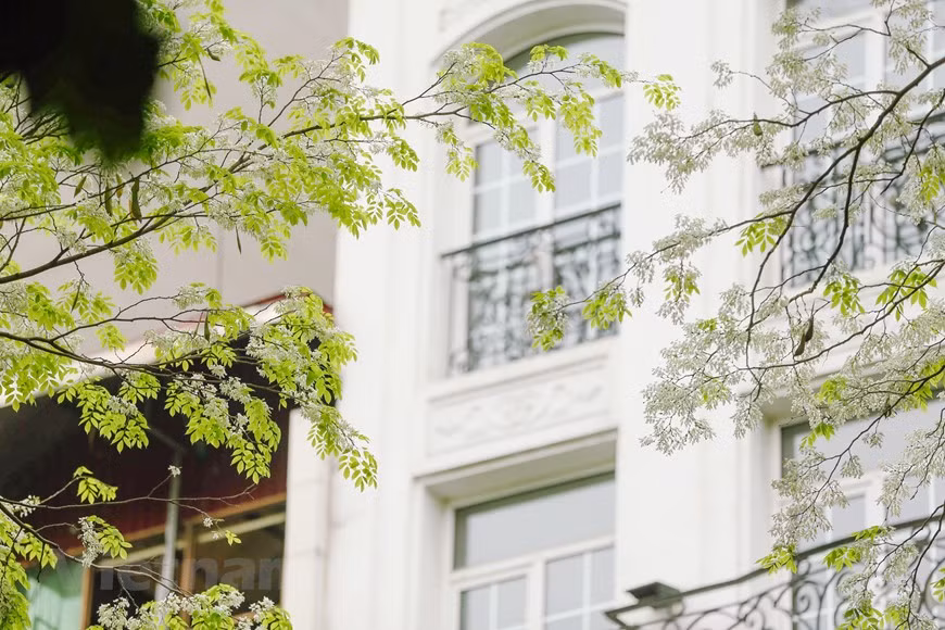Les fleurs "sua" s'épanouissent seulement pendant quelques semaines au printemps. Photo : Minh Son/Vietnam+