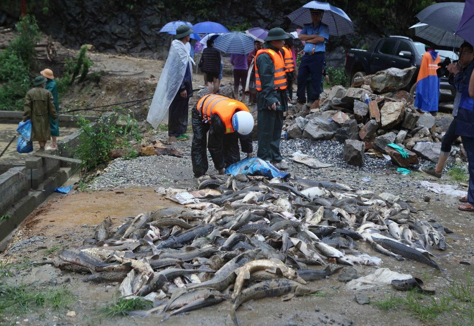  Un petit nombre d'esturgeons des éleveurs du village de Chu Va 12, commune de Son Binh, district de Tam Duong, ont survécu aux crues. 