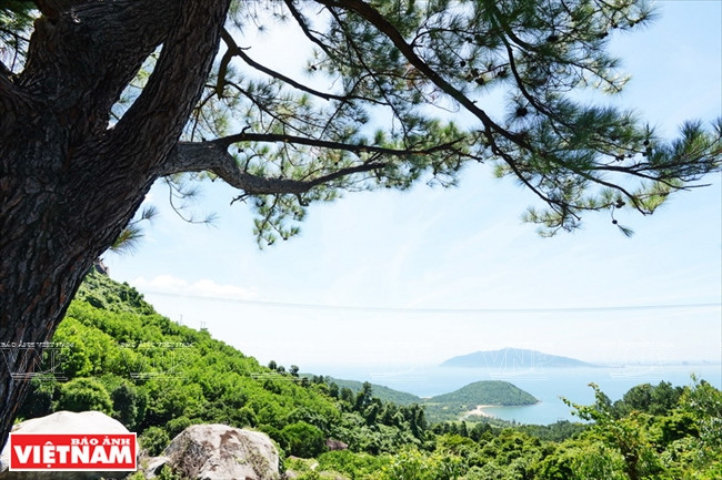 Vu sous l'ombre d'un pin qui se penche sur une falaise profonde, il y a un éperon rocheux en forme d’une grande tortue s'étendant jusqu'à la mer.