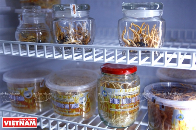 Champignon Cordyceps de l'Institut de recherche sur la protection des végétaux.