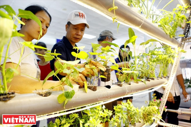 Des clients sont informés du modèle de culture maraîchère hydroponique de l'Académie de l’Agriculture du Vietnam.
