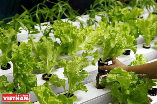 Modèle de culture maraîchère hydroponique conçu pour les zones urbaines.