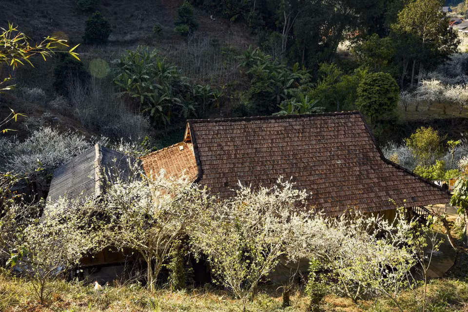 Les visiteurs ont en ce moment l’occasion d’admirer un véritable "paradis blanc" au village de Phieng Ban. Photo: VNA