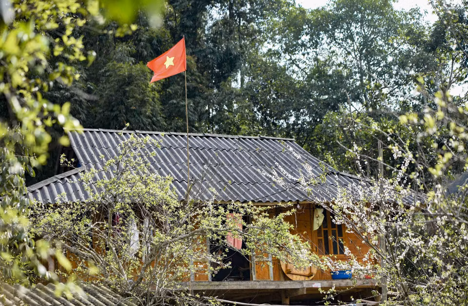 Le village de Phieng Ban est l’un des endroits ayant la plus grande surface de vergers de pruniers de la province de Dien Bien avec près de 20 ha. Les pruniers s’épanouissent partout, entre les maisons sur pilotis, au pied des collines ou au bord des routes. Photo : VNA
