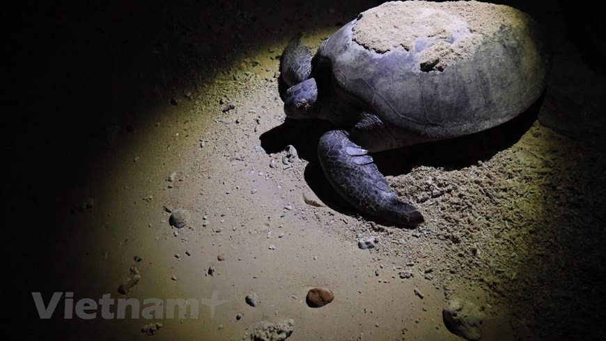 C'est lorsque la nuit tombe que les activités de protection des tortues femelles commencent, quand elles viennent pondre sur le sable. Bien qu'elles pondent en pleine nuit, le travail des gardes-forestiers commence en début de soirée pour prévenir toute intrusion. Après quelques heures, des tortues femelles de près de 100 kg sortent de l'eau, montent sur la plage et creusent des trous dans le sable pour pondre des œufs. Les gardes forestiers les surveillent et notent précisément le lieu de ponte. En haute saison, chaque nuit, on recense sur les plages des îles de Bay Canh et Hon Tre Lon de 10 à 20 femelles pondeuses. Le taux d'éclosion réussie s'élève à 87%. Photo: VietnamPlus