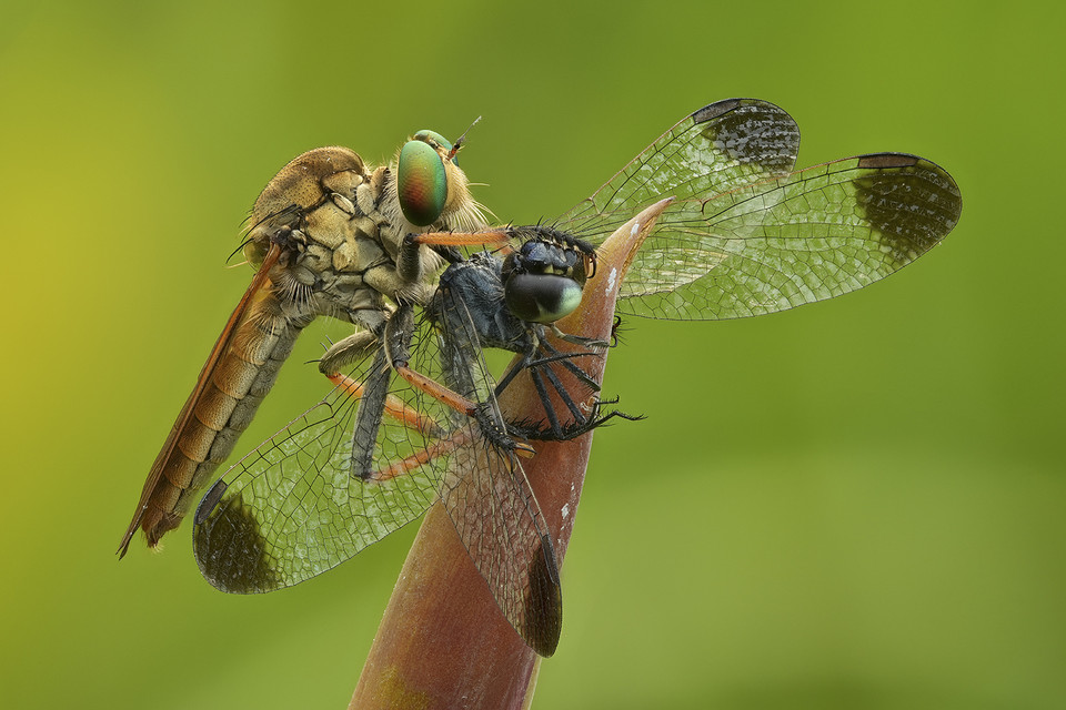 "Kiss of Death" (Baiser de la mort) de Phi Thi Thu Ha remporte la médaille de bronze du DYPA 