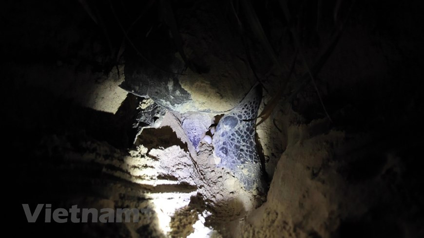 Les employés du Parc déplacent régulièrement les nids installés dans les lieux peu sûrs. Ils ont également restauré la plage de Dat Dôc où des femelles viennent aujourd'hui pondre. Des nids ont éclos dans les couveuses de la société Côn Dao Resort et des bébés tortues sont retournés en mer sous le regard bienveillant des employés. Le Parc national de Côn Dao a également mis en œuvre un projet de déplacement et de sauvetage de nids et de petites tortues marines, afin de restaurer des espèces de tortues marines sur cet archipel sous la menace du réchauffement climatique et de l'élévation du niveau de la mer. Photo: VietnamPlus