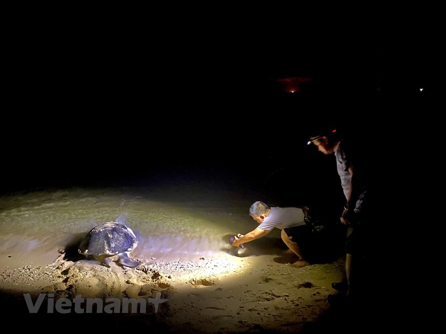 Les tortues marines sont en voie de disparition à l'échelle mondiale. Aujourd'hui, de nombreux pays de par le monde, notamment en Asie du Sud-Est, s'intéressent à leur sort et cherchent à les préserver. C'est le cas du Vietnam. Le Parc national de Côn Dao, dans la province méridionale de Bà Ria-Vung Tàu, dénombre 14 plages s'étendant sur des dizaines de milliers de mètres carrés. C'est plus particulièrement sur l'îlot de Bay Canh que des tortues marines viennent pondre. La plage de l'île de Bay Canh est strictement protégée à des fins de recherche sur la préservation et le développement de la biodiversité maritime. Photo: VietnamPlus