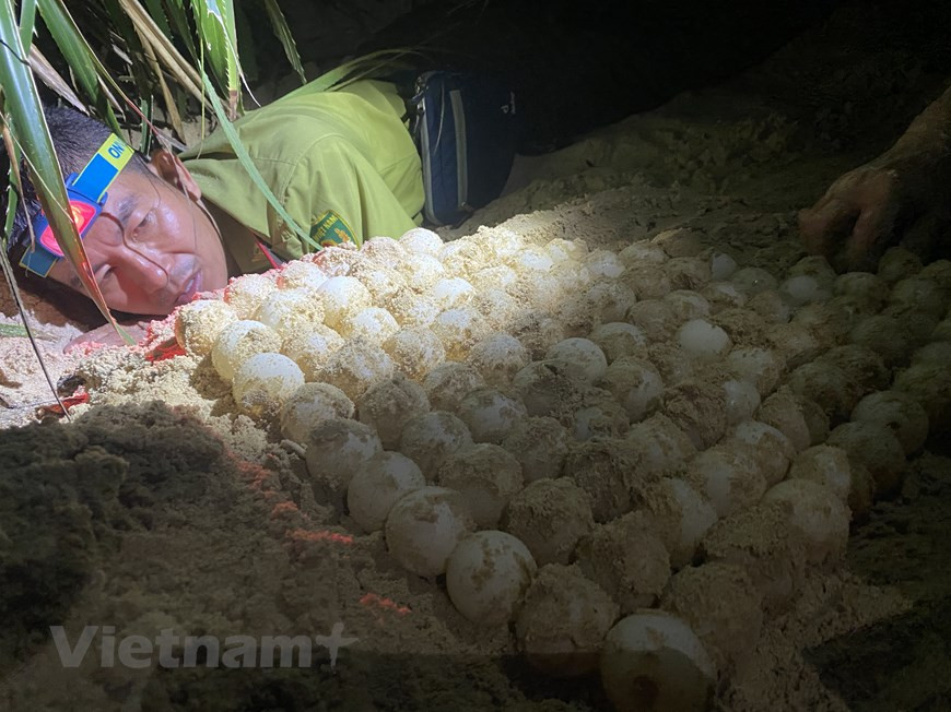 Le Parc national de Côn Dao continue la mise en œuvre du projet de déplacement et de sauvetage de nids et de petites tortues marines, afin de restaurer des espèces de tortues marines sur cet archipel sous les menaces du réchauffement climatique et de l'élévation du niveau de la mer due au changement climatique. Il continue également collaborer avec la société Côn Dao Resort et l'UICN dans la restauration des zones de nidification, l'organisation des stages sur la protection des tortues marines ainsi que dans la recherche sur des mesures de protection efficace et d'amélioration du taux de réussite de la couvaison. Photo: VietnamPlus
