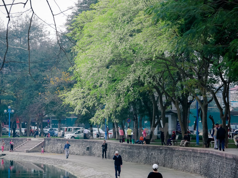 ...les arbres « sua » contribuent également au charme de Hanoi. Une spécificité qui la distingue de n'importe quelle autre ville du pays.