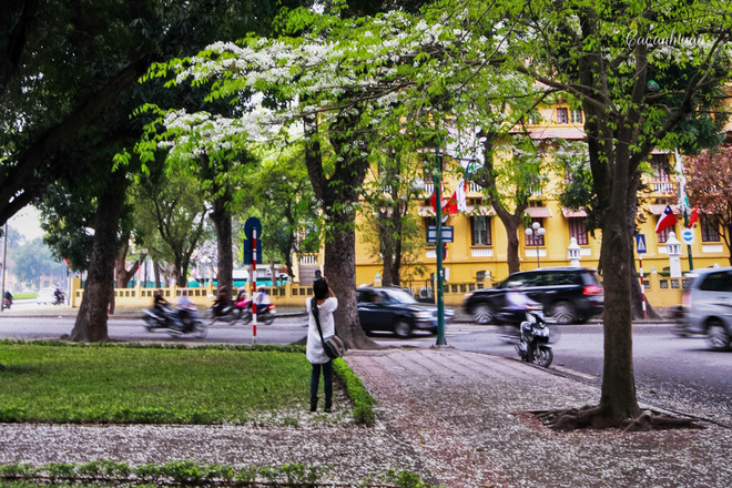 Sous le doux soleil de la fin du printemps, l’image de ces minuscules pétales blancs flottant au vent remue le cœur des Hanoïens.