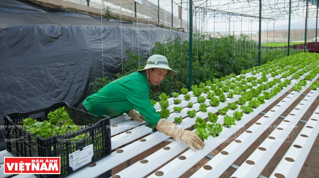 Les laitues sont cultivées selon la méthode hydroponique à la ferme Kim Bang dans le 7e arrondissement de Da Lat.