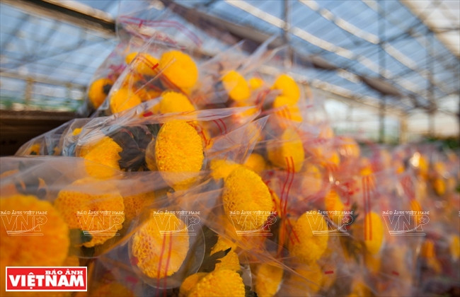 À l'heure actuelle, les fleurs et légumes de Da Lat sont consommées dans la plupart des provinces et villes du pays et sont exportées vers le Japon, Taïwan, la Thaïlande, Singapour et la Malaisie...