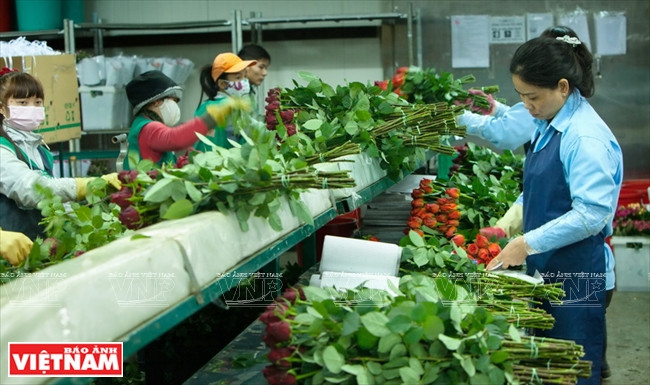 Ligne de sélection des pieds de roses à Dalat Hasfarm.
