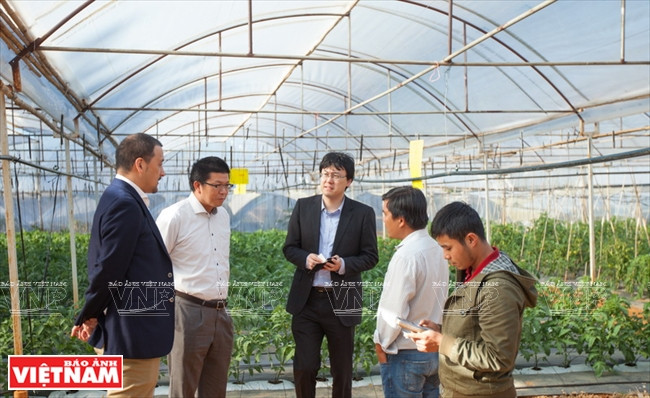 Des experts japonais ​contrôlent l'utilisation d'équipements de haute technologie pour le maraîchage et la foriculture à Da Lat.