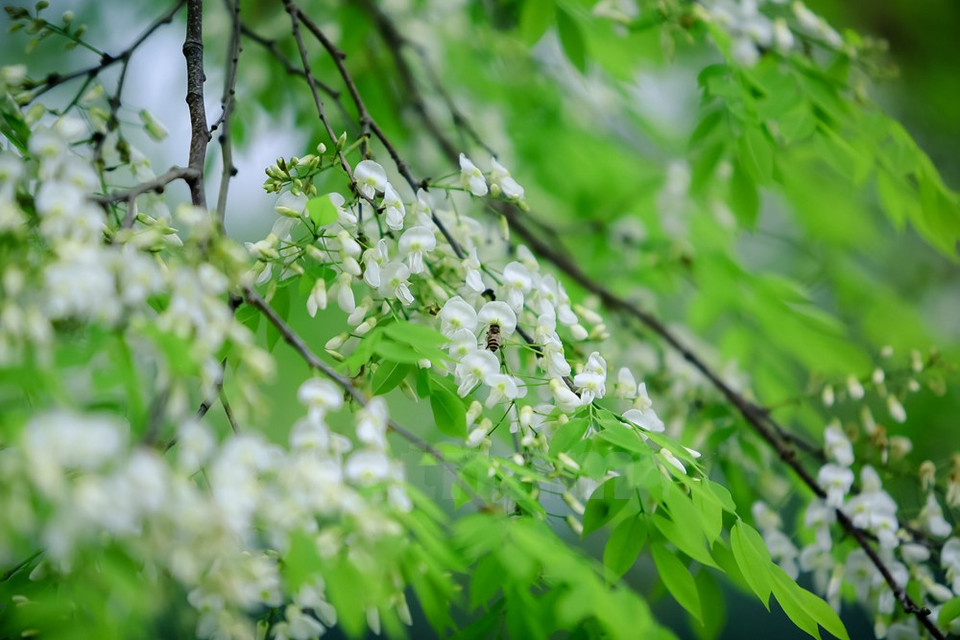 ...car elles s'épanouissent seulement pendant quelques semaines au printemps, de la fin du deuxième mois lunaire à la fin du troisième.
