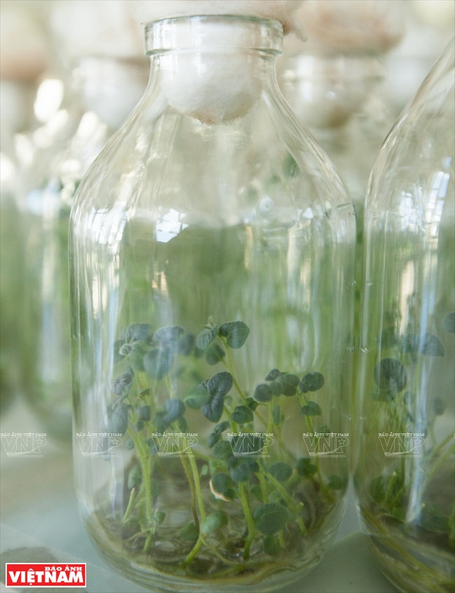 La culture des plantes produites par la méthode tissulaire donne une productivité et une qualité beaucoup plus élevées.