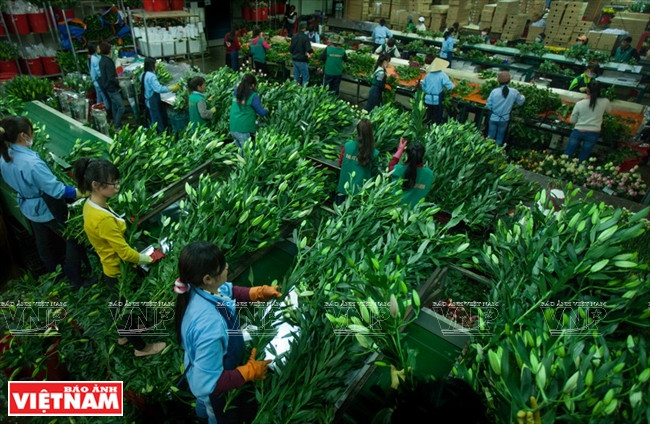 Traitement des pieds de Lys à Dalat Hasfarm. 