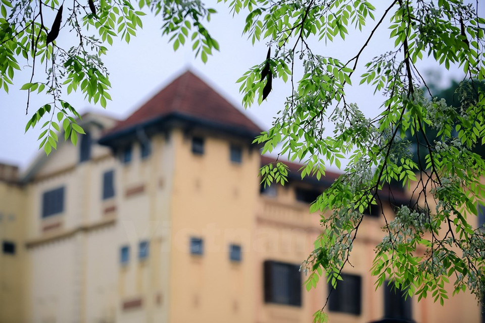 La beauté de ces fleurs renvoit à l'image du Hanoi d'antan.