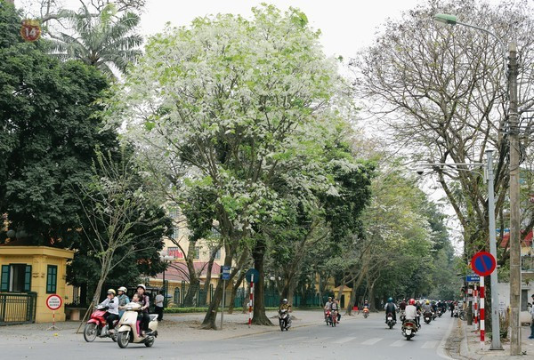 Les fleurs « sua » (Dalbergia tonkinensis prain) embellissent les rues de la capitale dès la fin du deuxième mois lunaire.