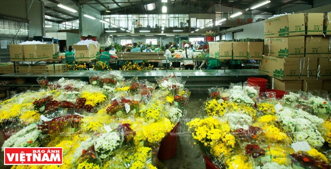 Emballage de fleurs à Dalat Hasfarm.