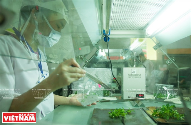 L'ensemble de la province de Lâm Dông possède une cinquantaine d’entreprises utilisant la technologie in vitro qui peut produire 30 millions de ​jeunes plants pour les agriculteurs et les régions voisines. 