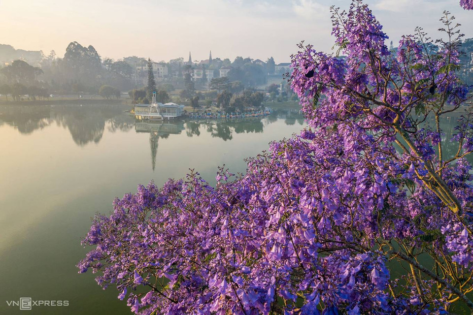 Les flamboyants violets fleurissent le long des rives du lac Xuan Huong, un symbole de Da Lat, situé dans le centre-ville.
