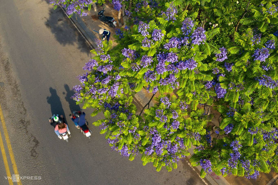 Les premiers flamboyants violets ont été plantés en 1962 par le feu ingénieur Luong Van Sau-l'un des premiers ingénieurs agronomes vietnamiens diplômé de l'Ecole d'agriculture de Versailles.