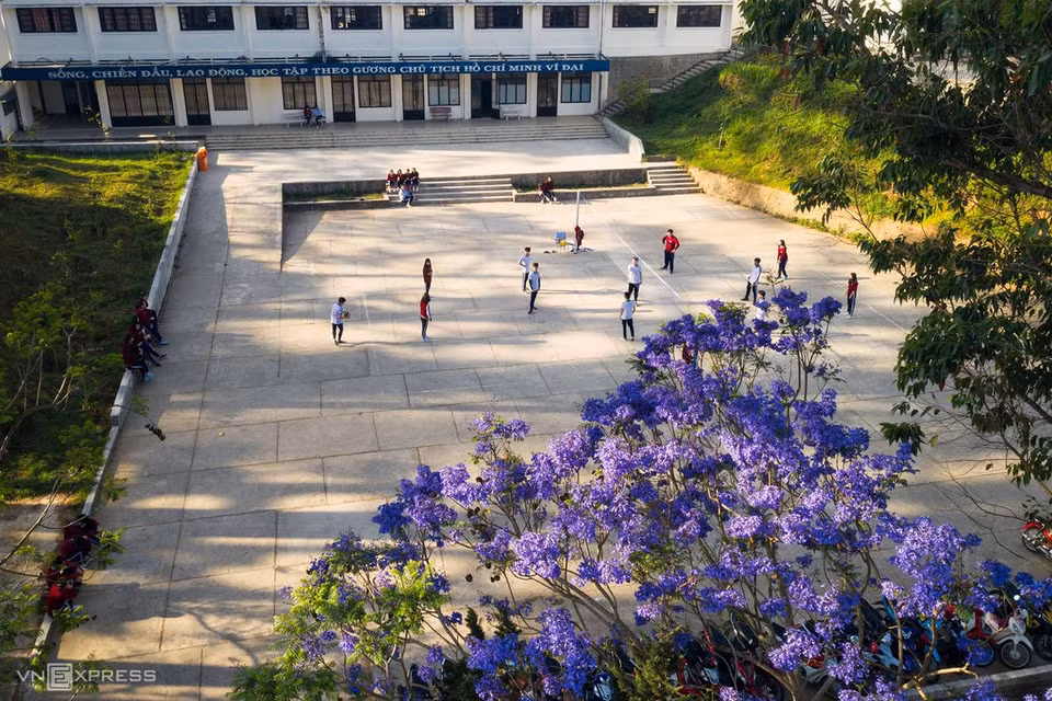 Les flamboyants violets à l'école secondaire Thang Long.
