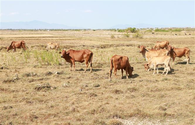 Une sécheresse prolongée oblige de nombreuses régions rizicoles dans le district de Thuan Nam, province de Ninh Thuan, à arrêter la production.