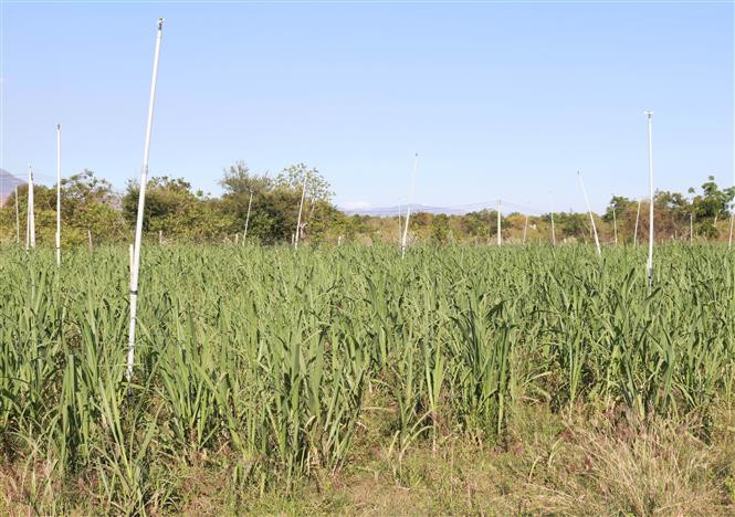 Une technologie d'arrosage économique est appliquée aux pelouses destinées à l'élevage dans le district montagneux de Ninh Son, province de Ninh Thuan.