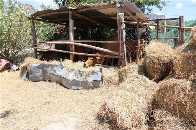 Des habitants de Ninh Thuan utilisent de la paille comme complément alimentaire pour le bétail.