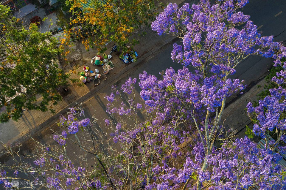 Les rues chatoyantes de fleurs violettes sont devenues une « spécialité » de Da Lat.