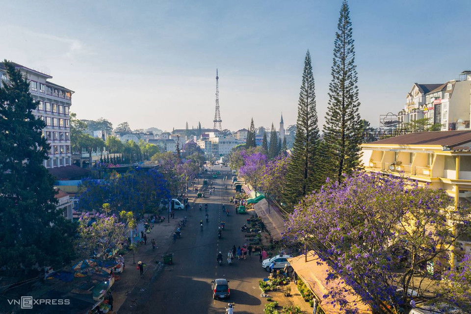 Les flamboyants violets de la rue Nguyen Thi Minh Khai, qui mène au centre du marché de Dalat, à 5 minutes à pied du lac Xuan Huong. Ces flamboyants fleurissent généralement en mars et avril, apportant une douce beauté typique de Da Lat.