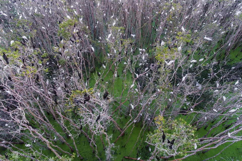 La mangrove de Tan Lap est une destination écotouristique connu de la province de Long An. En printemps, des milliers de cigognes y reviennent. Photo: vnexpress