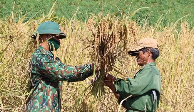 Des soldats du poste frontière d'Ia O, dans le district d'Ia Grai, province de Gia Lai, aident des agriculteurs locaux à récolter le riz . Photo: VNA