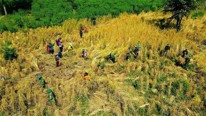 Partout dans les champs, l’ambiance des moissons est très animée. Photo: VNA