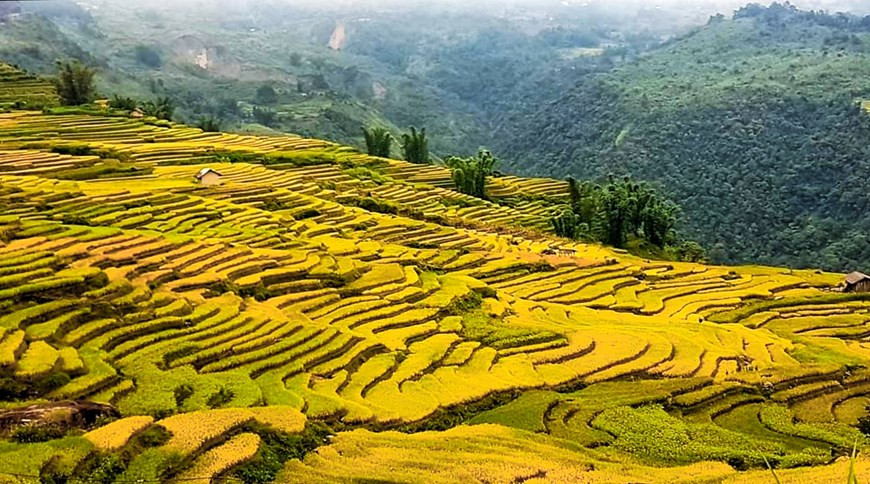 La commune frontalière de Y Ty, à l’ouest du district de Bat Xat, au nord de la ville de Sa Pa dans la province de Lào Cai (au Nord du Vietnam), est réputée pour être un endroit idéal pour profiter de la beauté éblouissante des rizières en terrasses et des nuages qui affleurent les cimes rocheuses à plus de 2 000 m d’altitude, dans la montagne Nhiu Co San. De fin septembre au début du mois d’octobre, les rizières virent au jaune vif. C’est le meilleur moment pour admirer la beauté époustouflante du riz mûr. Pour s’y rendre partir de Hanoï, les visiteurs peuvent prendre le bus, le train ou réserver un minibus à destination de Sa Pa. Photo: Vietnamplus