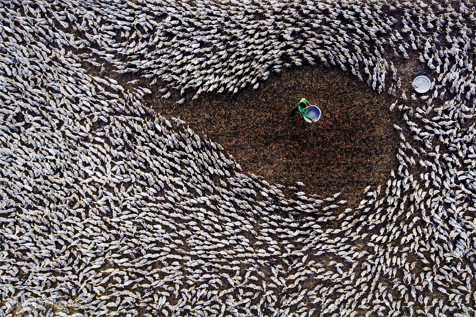 L'œuvre « L'heure du repas » est exposée au 35e Festival de photos d'art du delta du Mékong 2020, capturant la scène de canards qui courent dans le champ et sont rassemblés pour se nourrir au crépuscule dans la commune de Tan Lap. Photo: vnexpress