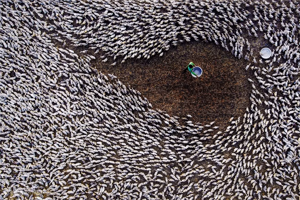 L'œuvre « L'heure du repas » est exposée au 35e Festival de photos d'art du delta du Mékong 2020, capturant la scène de canards qui courent dans le champ et sont rassemblés pour se nourrir au crépuscule dans la commune de Tan Lap. Photo: vnexpress