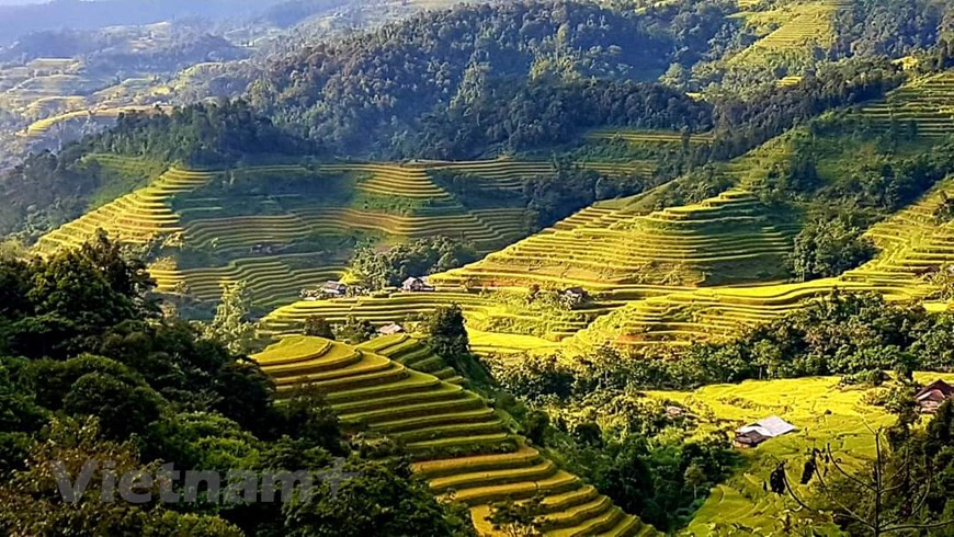 Il y a 1.380 champs en terrasses dans 11 communes du district de Hoàng Su Phi, qui ont été reconnus comme site du patrimoine national. Les rizières en terrasses apportent non seulement la prospérité à la population locale, mais créent également une belle image de la nature lors de la saison du riz. En raison des conditions météorologiques difficiles, les habitants ne font qu’une récolte par an. L'automne est le moment où le riz commence à mûrir, créant une vue étonnante de cultures mûres peignant toute la zone dans des tons de vert et de jaune. Par conséquent, les visiteurs ne peuvent qu'admirer la beauté charmante des champs en terrasses de Hoàng Su Phi en automne. Photo: Vietnamplus
