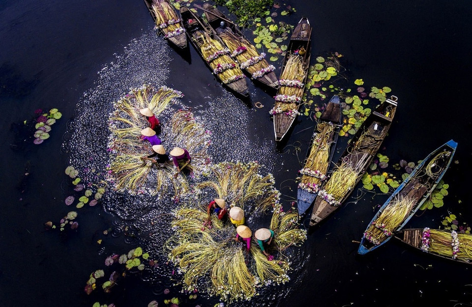 Des femmes utilisent de petits bateaux pour ramasser des nénuphars, les laver et les vendre sur les marchés locaux.Photo: vnexpress