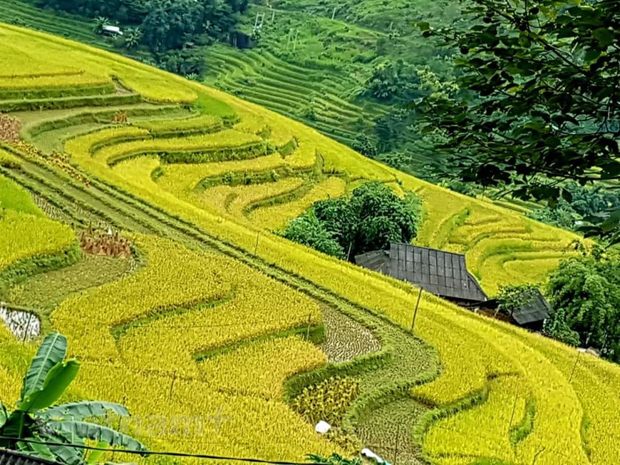 Célèbre pour ses belles terrasses, Hoang Su Phi dans la province montagneuse de Ha Giang plonge dans une teinte jaune de rizières mûres. Vers la fin du mois de septembre, des touristes vietnamiens et étrangers retournent au district de Hoang Su Phi pour profiter du paysage pittoresque de la moisson d'or sur les rizières en terrasse. Quiconque a déjà visité le district de Hoang Su Phi, dans la province de Ha Giang, compare également sa beauté à un paradis sauvage. En particulier pour ceux qui pratiquent la photographie, cette terre est très attrayante. Le grand tournant dans le développement économique du district de Hoang Su Phi a été la reconnaissance en septembre 2012 de ses rizières en tant que vestige national. Photo: Vietnamplus