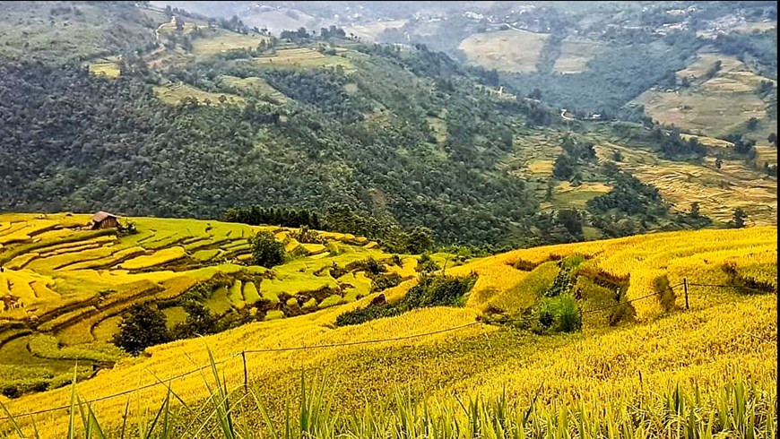 À mesure que les rizières en terrasses mûrissent, cette région se drape dans une couverture colorée changeante jour après jour. Les parcelles de rizières dorées sont encore plus miraculeuses lorsque les nuages flottent paisiblement dans le ciel. Les terres du Nord-Ouest séduisent tous ceux qui s’y rendent, ils restent fascinés pour toujours. A la saison des récoltes, le jaune doré des rizières recouvre tout, des versants des montagnes jusqu’au fleuve Rouge. La route d’or formée par le riz mature ondule autour des pentes et des montagnes, à perte de vue. Le meilleur moment pour admirer ces beaux paysages va de début septembre à fin octobre. Photo: Vietnamplus