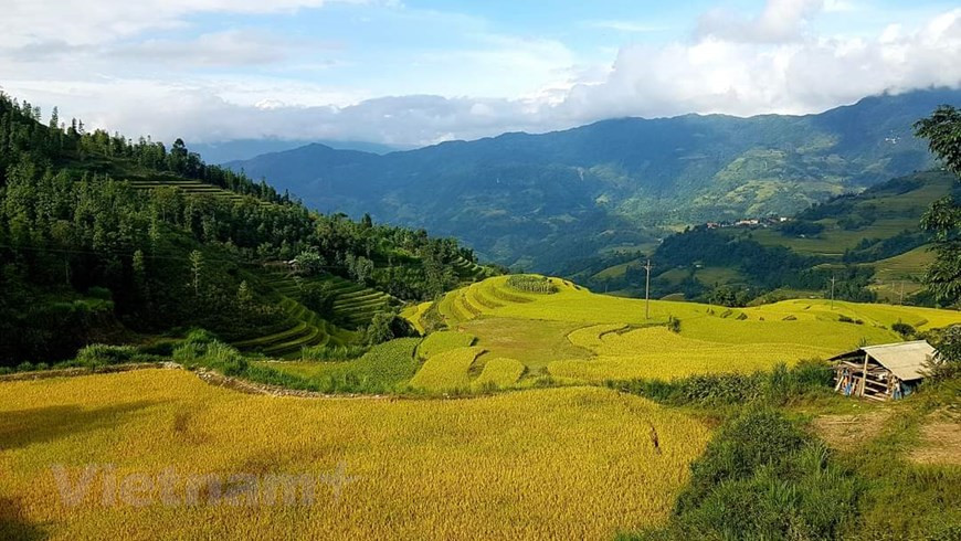 Le réseau de rizières en terrasses de Hoàng Su Phi existe depuis quelque centaines d'années, et couvre six communes : Ban Luoc, San Sa Hô, Ban Phung, Hô Thâu, Nam Ty et Thông Nguyên. Leurs auteurs ne sont autres que les La Chi, Dao et Nùng, qui se sont passés le relais de génération en génération. Donnant chaque année plus de 30.000 tonnes de vivres, ces rizières contribuent à la garantie de la sécurité alimentaire en faveur de 60.000 habitants locaux. À cette occasion, le district de Hoang Su Phi a organisé une fête pour présenter aux touristes la culture originale et les coutumes agricoles des ethnies minoritaires de Hà Giang. Photo: Vietnamplus