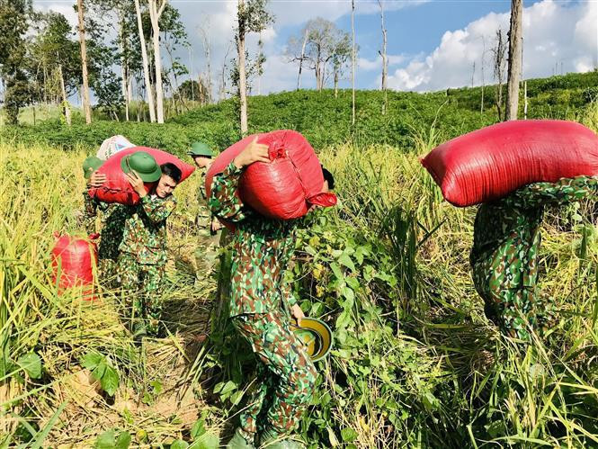 Des soldats du poste frontière d'Ia O, dans le district d'Ia Grai, province de Gia Lai, aident des agriculteurs locaux à récolter le riz . Photo: VNA