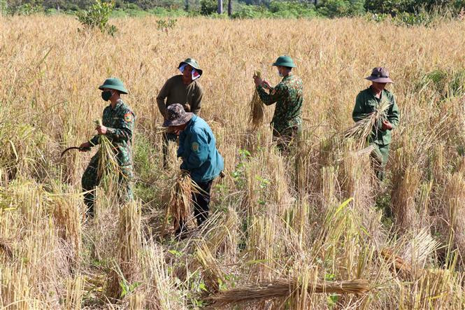 Des soldats du poste frontière d'Ia O, dans le district d'Ia Grai, province de Gia Lai, aident des agriculteurs locaux à récolter le riz . Photo: VNA