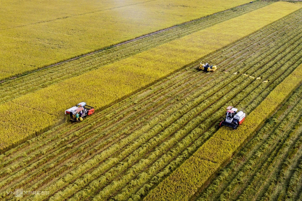 Le riz doré et mûr récolté directement pendant la saison des récoltes et le rythme rapide du travail créent une image vivante de la campagne. Photo: vnexpress