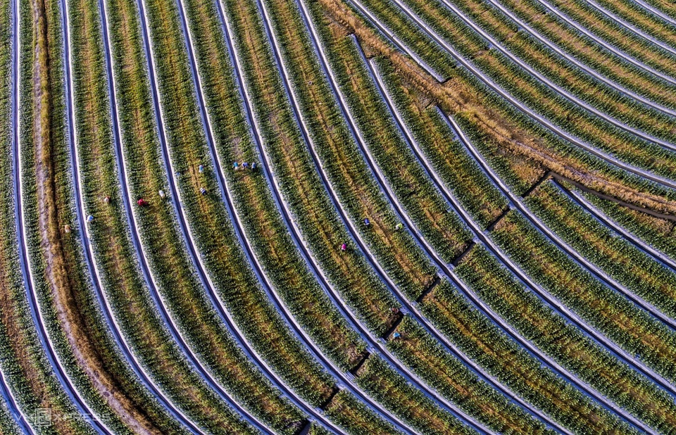 L'œuvre « Sur les lits de melons » capture la scène d'agriculteurs s'occupant de pastèques à Tan Lap à l'approche du Nouvel An lunaire. Photo: vnexpress
