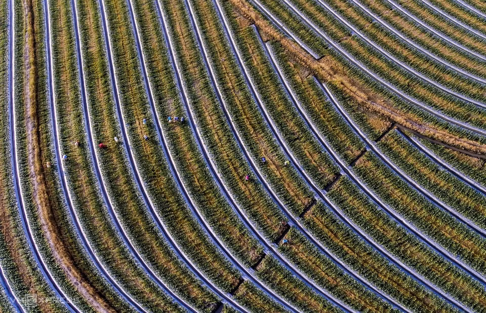 L'œuvre « Sur les lits de melons » capture la scène d'agriculteurs s'occupant de pastèques à Tan Lap à l'approche du Nouvel An lunaire. Photo: vnexpress